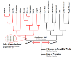 Primate phylogenetic tree