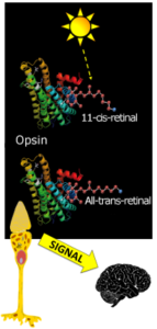 Opsin protein to brain