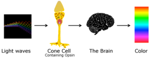 Process Overview