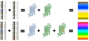 genes to proteins to phenotype