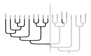 Generic phylogenetic tree