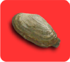 Clam Toxin Resistance Case