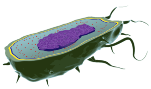 E coli cell