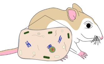 mouse with cell overlay