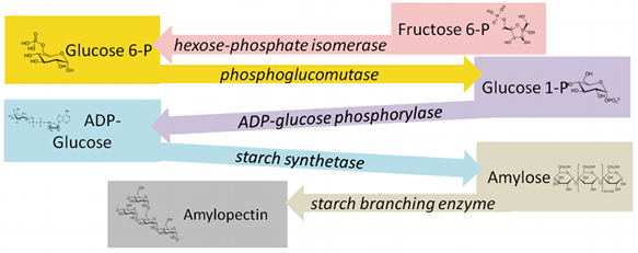 biosynthetic pathway that generates starch