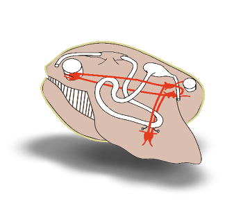 nervous system of clam