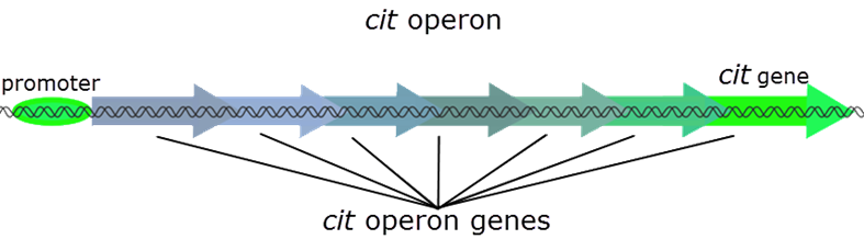 CIT Operon