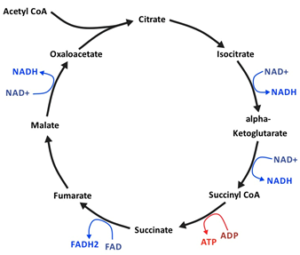 Citric Acid Cycle