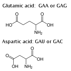 molecular structure of glutamic acid and aspartic acid