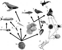 an aquatic food web