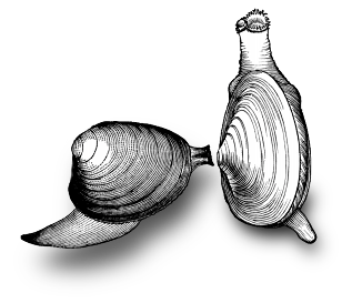 drawings of soft shell clams