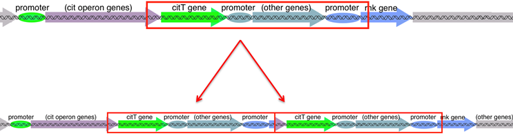 Mutation of CIT Operon