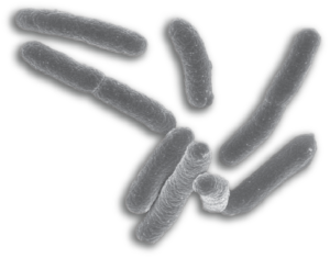 E coli cells