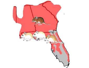 Mice in Florida panhandle