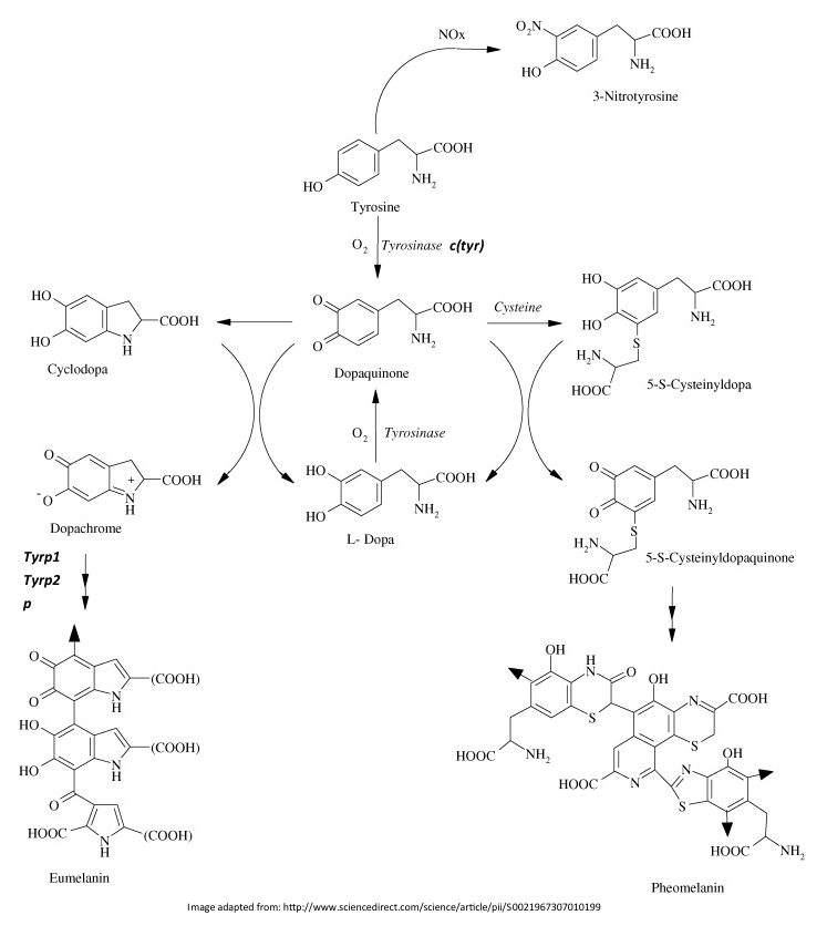 Melanin biosynthetic pathway