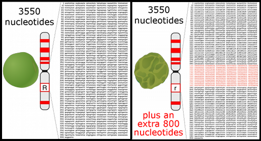 pea plant SBE1 gene sequences