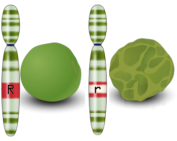 peas next to cartoon chromosomes