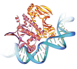 lactase transcription factor