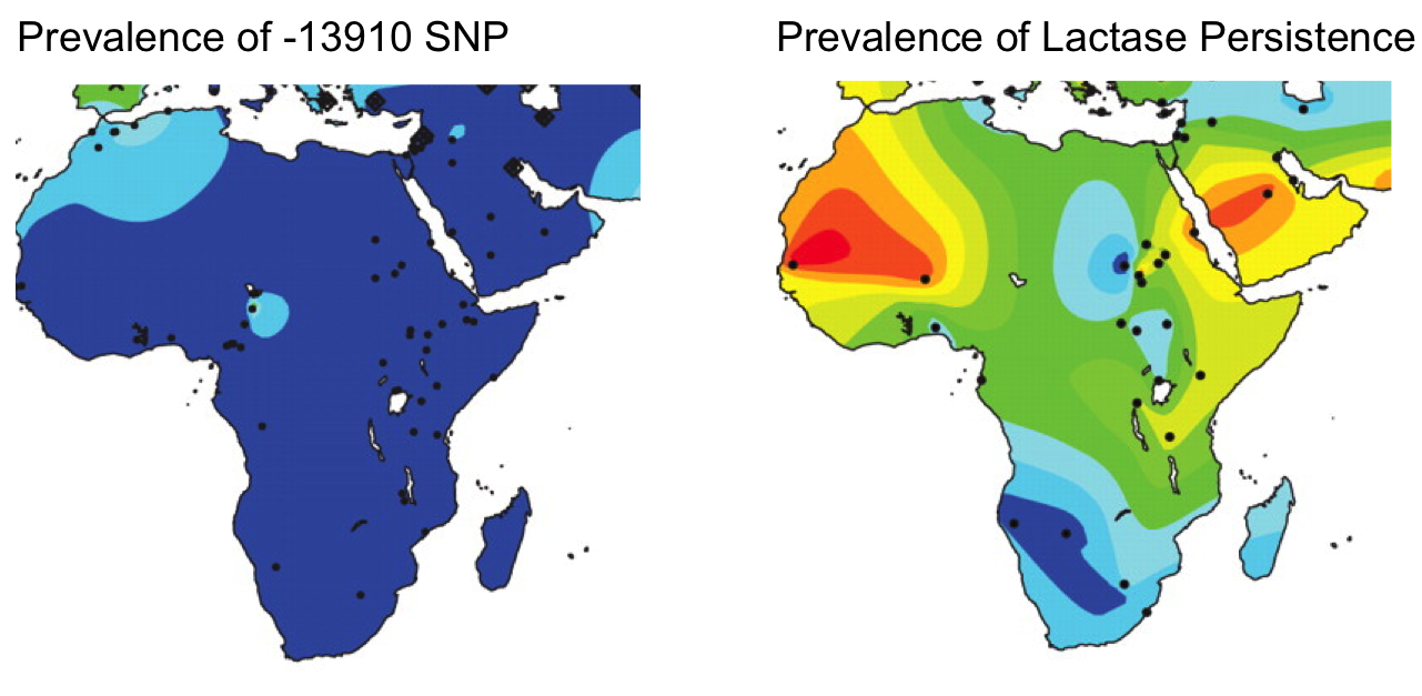 Map of lactase persistence in Africa