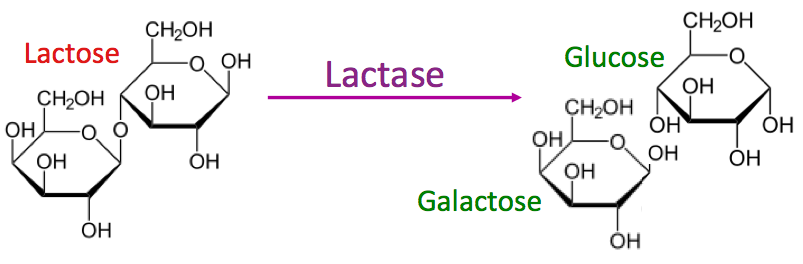 lactose being broken down into glucose