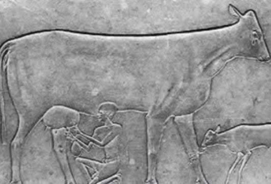 Ancient carving of cow milking
