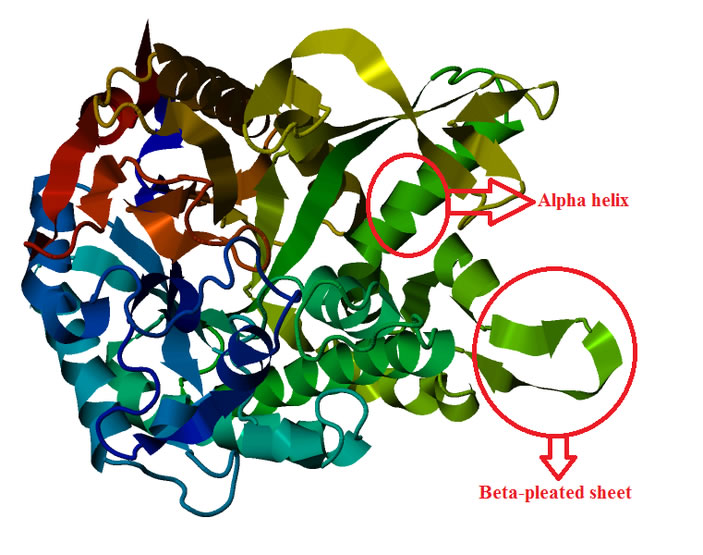 lactase protein shape