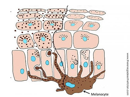 melanocyte