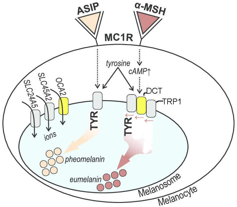 A cell showing the role of different proteins in producing pigment