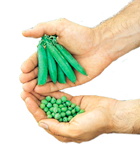 peas being held in someone's hand
