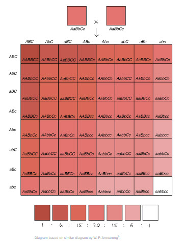 chart showing the concept of a trait being a function of doses