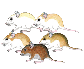 Mice with different fur colors