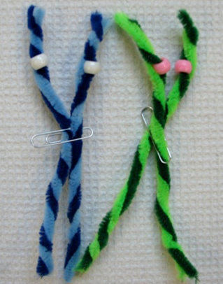 two chromosomes made of yarn