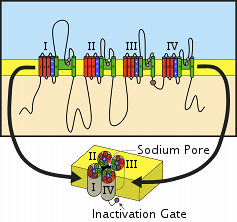 transmembrane voltage gated sodium channel schematic