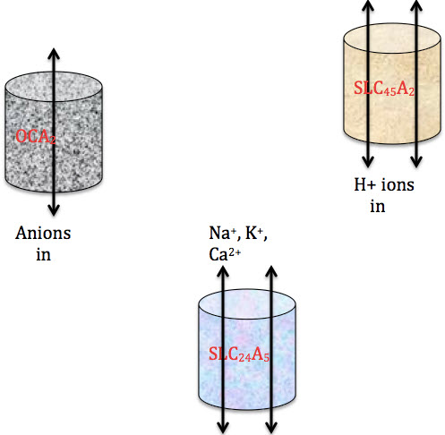 representations of OCA and SLC transmembrane proteins