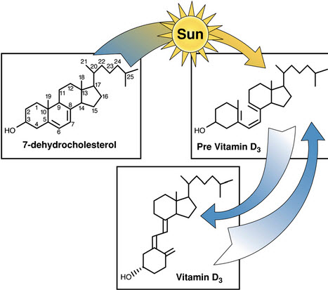 A schematic showing how sun plays a role in vitamin D production